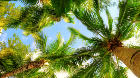 Palm Trees Parrish
